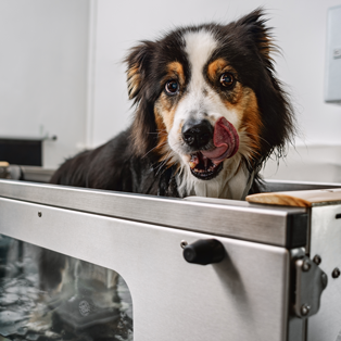 Unterwasserlaufband für Hunde